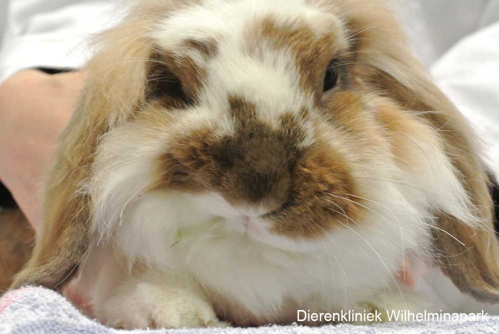 Een konijn met een scheve neus ten gevolge van een facialis paralyse